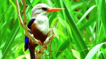 unsere Reiseempfehlungen - Special Interest - Eisvogel auf Santiago