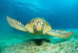 turtles on Cape Verde