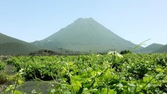 Wine growing on Cape Verde