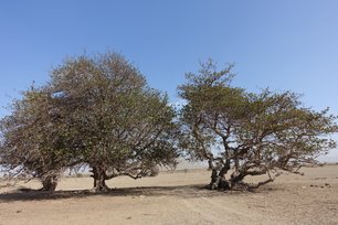 Kapverden Boa Vista Mandelbäume