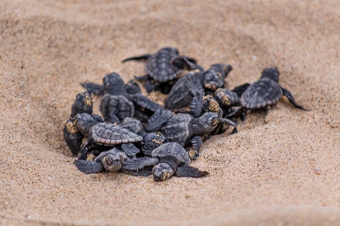 Schildkröten Jungtiere am Strand