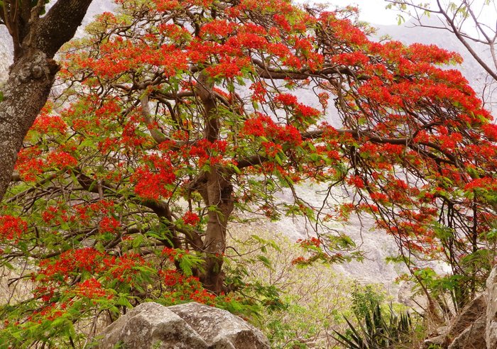 blühender Baum auf Brava