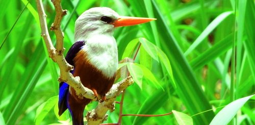 [Translate to English:] Eisvogel Kapverden