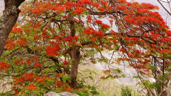 üppig blühender Baum auf der Blumeninsel Brava