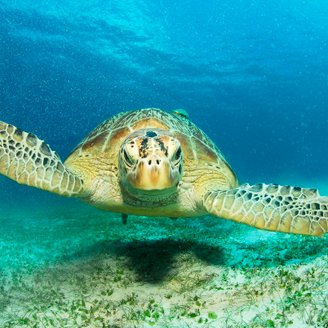 Kapverden mit dem Experten - Unterwasserwelt Cabo Verde