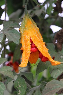 Flora  Kapverden vista verde tours