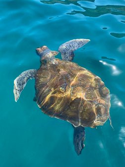 Kapverden Schildkröten