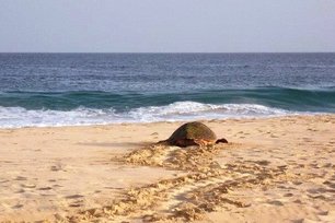 turtle on the beach Cape Verde