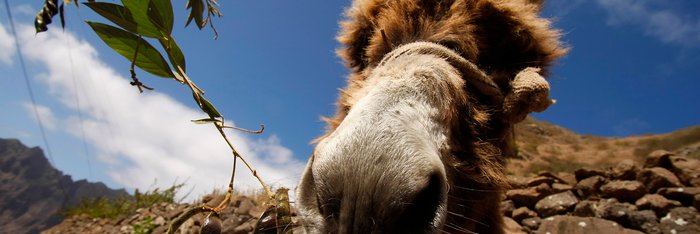 kapverdische Gastfreundschaft - Fauna auf dem Inselstaat