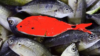 ein individueller Fisch im Schwarm