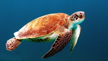 flora and fauna on Cape Verde