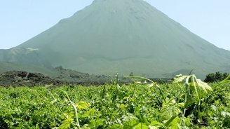 Special Interest: fruitpicking on Fogo