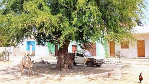 Maio Kapverden Strassenszene mit Esel