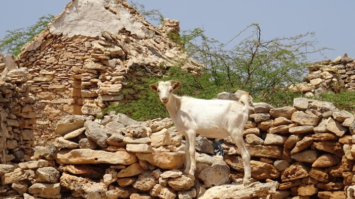 Ziege auf Boa Vista