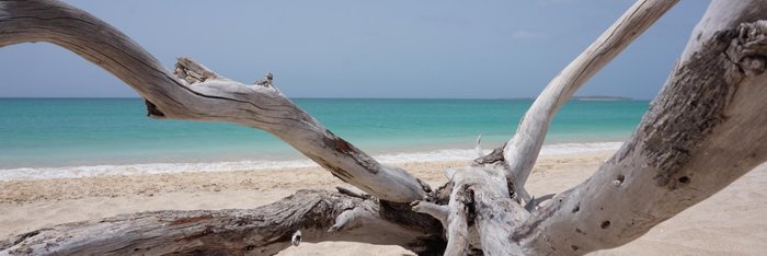 wood on the beach on Boa Vista